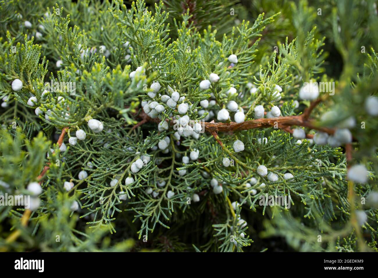 Konifer (Thuja Orientalis): Eine Nahaufnahme der unreifen Samenkegel. Thuja  Ast Bltter mit winzigen Zapfen Stockfotografie - Alamy