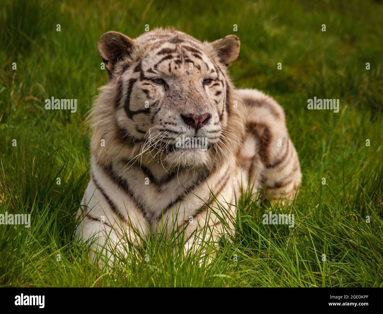 Ruhender männlicher weißer Tiger Stockfoto