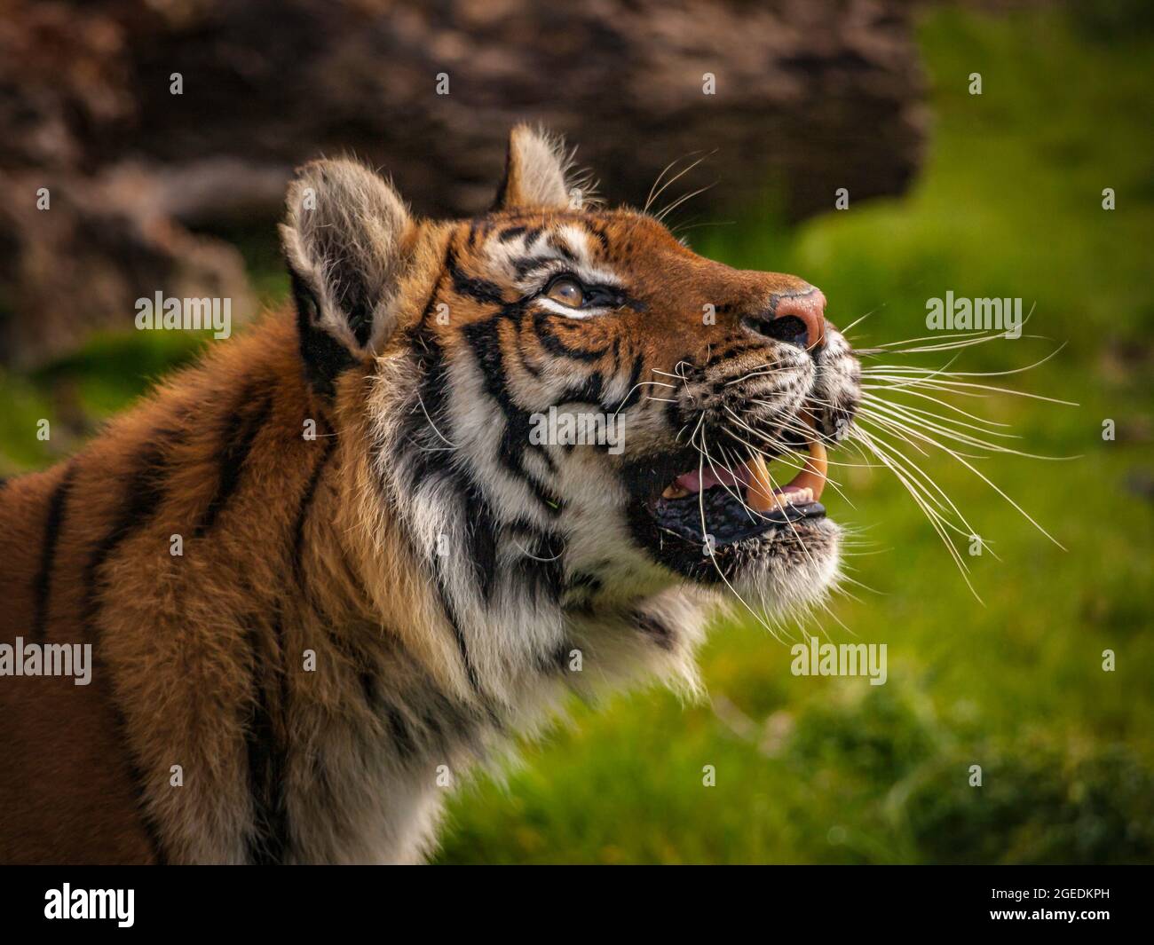 Kopfporträt eines weiblichen Amur-Tigers (Panthera tigris altaica) Stockfoto
