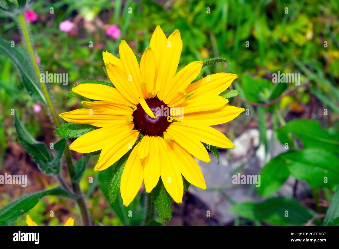 Rudbeckia Blume wächst im Juli Sommer in einem krautigen Rand Land Blumengarten Carmarthenshire Wales Großbritannien KATHY DEWITT Stockfoto