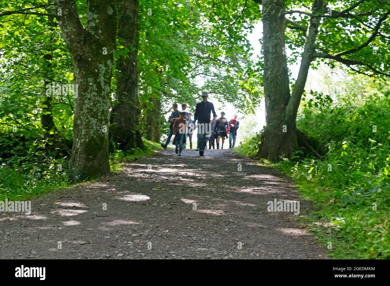 Familiengruppe mit Kindern und Erwachsenen, die im Sommer auf einem von Bäumen gesäumten Pfad spazieren gehen Carmarthenshire Wales UK KATHY DEWITT Stockfoto