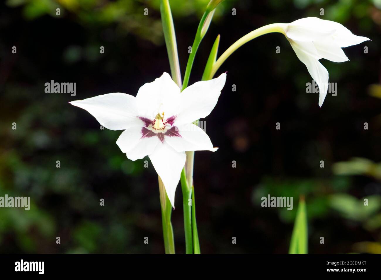 Abessinische gladiolen Fotos und Bildmaterial in hoher Auflösung Alamy