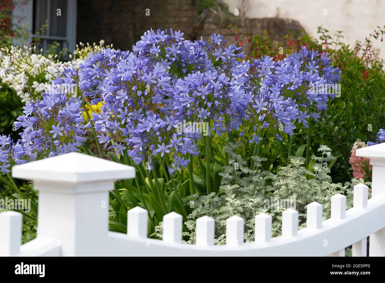 Küsten- oder Seegarten mit blauem Agapanthus (Agapanthus africanus) in Blüte am Meer in Cowes, Isle of Wight, England, Großbritannien Stockfoto