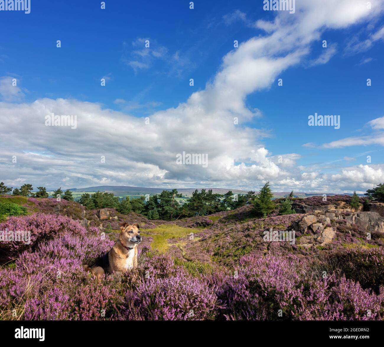 Braver Hund, der in blühendem violettem Heidekraut auf Moorland, Ilkley Moor, West Yorkshire, UK-Landschaften sitzt Stockfoto