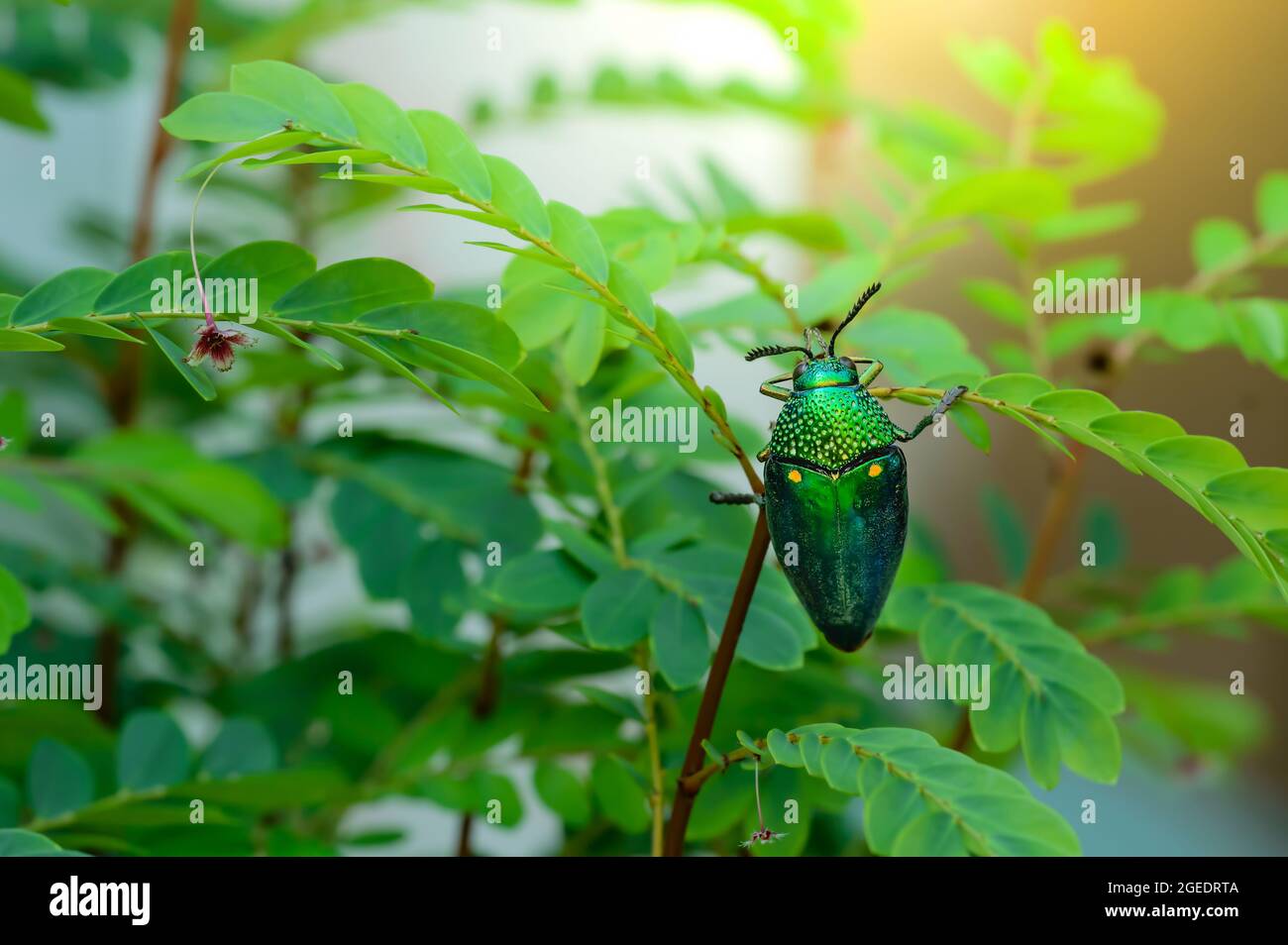 Ein metallischer Holzkäfer, Jewel Beetle, Buprestid (Sternocera aequisignata) in der Natur Stockfoto