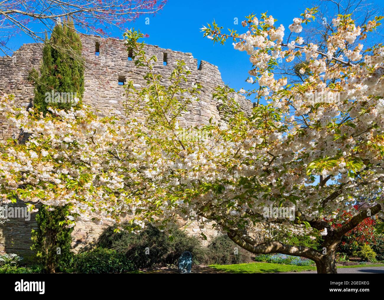 Blühen Sie vor Ludlow Castle, Shropshire. Stockfoto