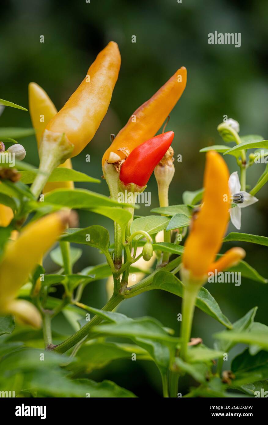 Capsicum Korb mit Feuer. Mehrfarbige, heiße Chilischoten, die zunächst violett und dann gelb, dann orange und schließlich rot werden. Stockfoto