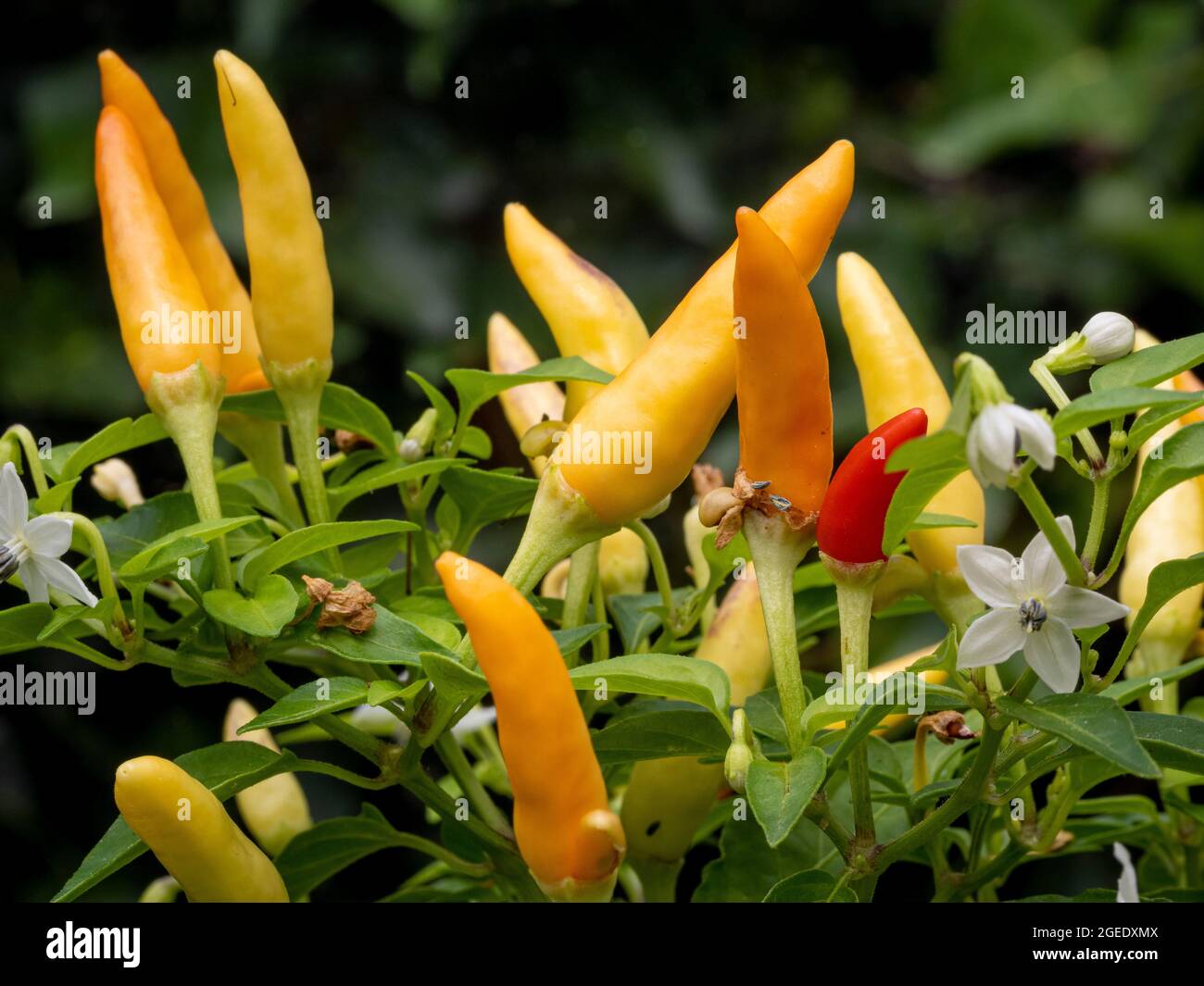 Capsicum Korb mit Feuer. Mehrfarbige, heiße Chilischoten, die zunächst violett und dann gelb, dann orange und schließlich rot werden. Stockfoto