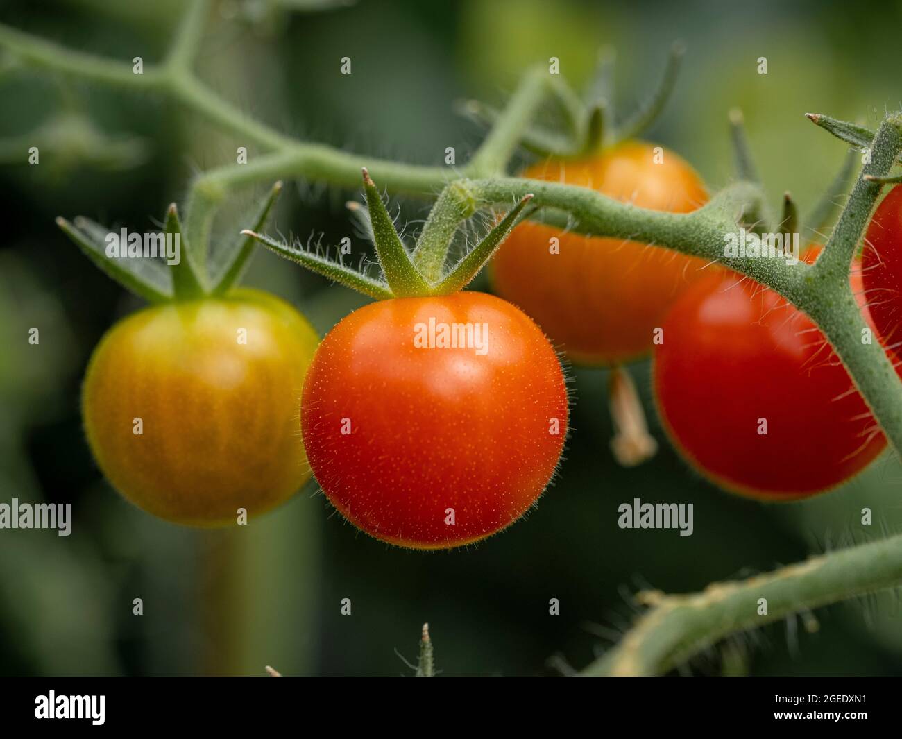 Tomatensorte „Supersüß“, die in einem Gewächshaus auf der Weinrebe reift. Stockfoto