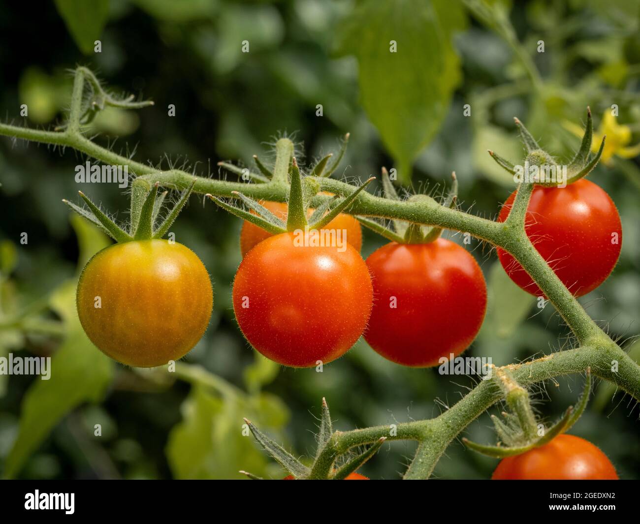 Tomatensorte „Supersüß“, die in einem Gewächshaus auf der Weinrebe reift. Stockfoto