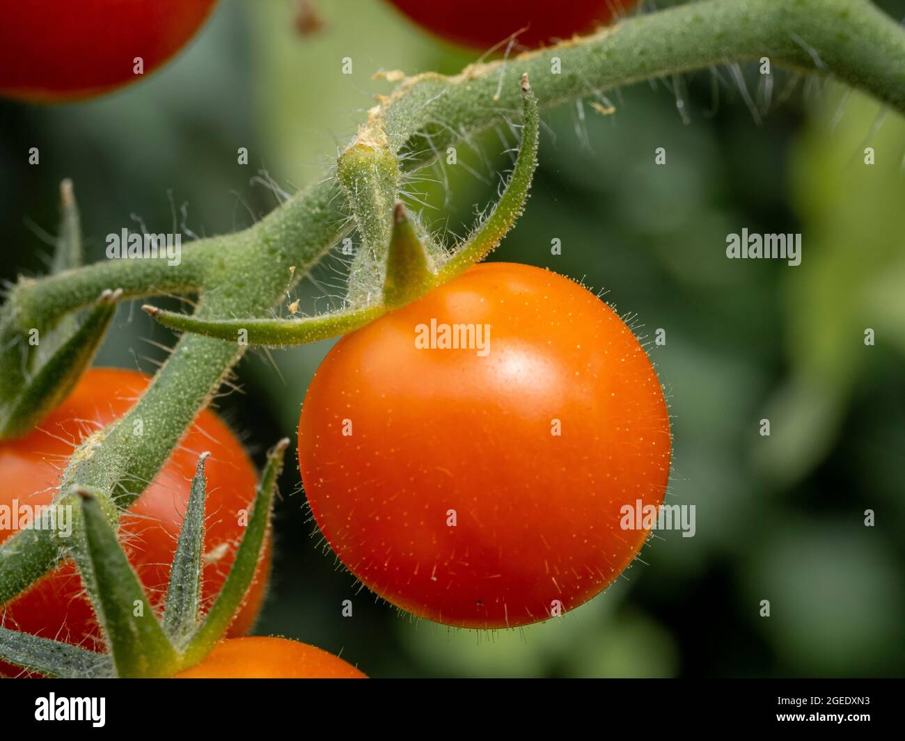 Tomatensorte „Supersüß“, die in einem Gewächshaus auf der Weinrebe reift. Stockfoto