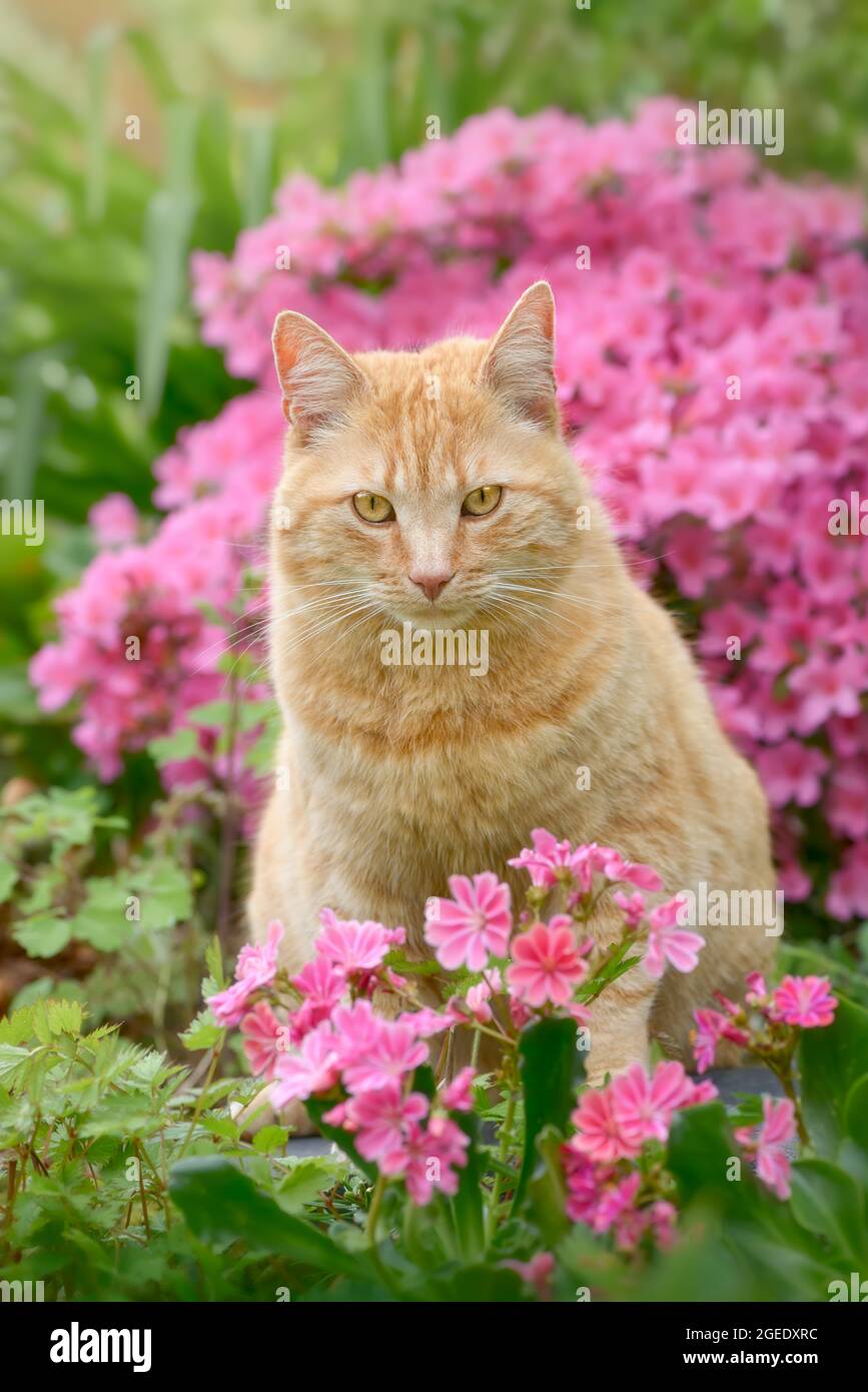 Die entzückende, rotbraune Katze sitzt inmitten der wunderschönen rosa Frühlingsblumen Lewisia und Azalea in einem Garten Stockfoto