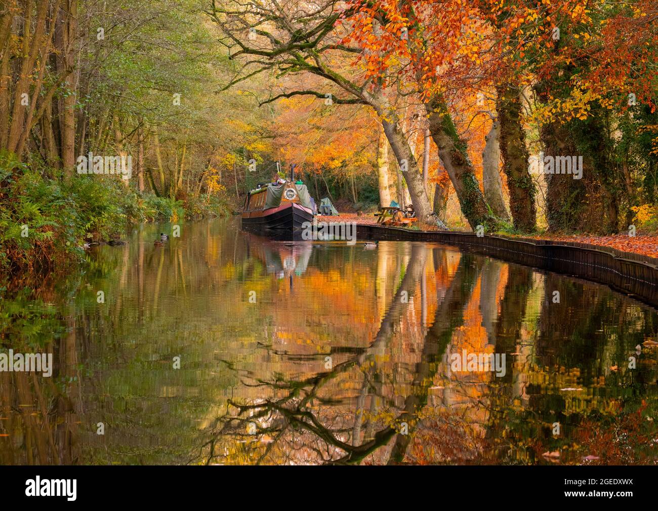 Herbst auf dem Llangollen Canal in Blakemere, North Shropshire. Stockfoto