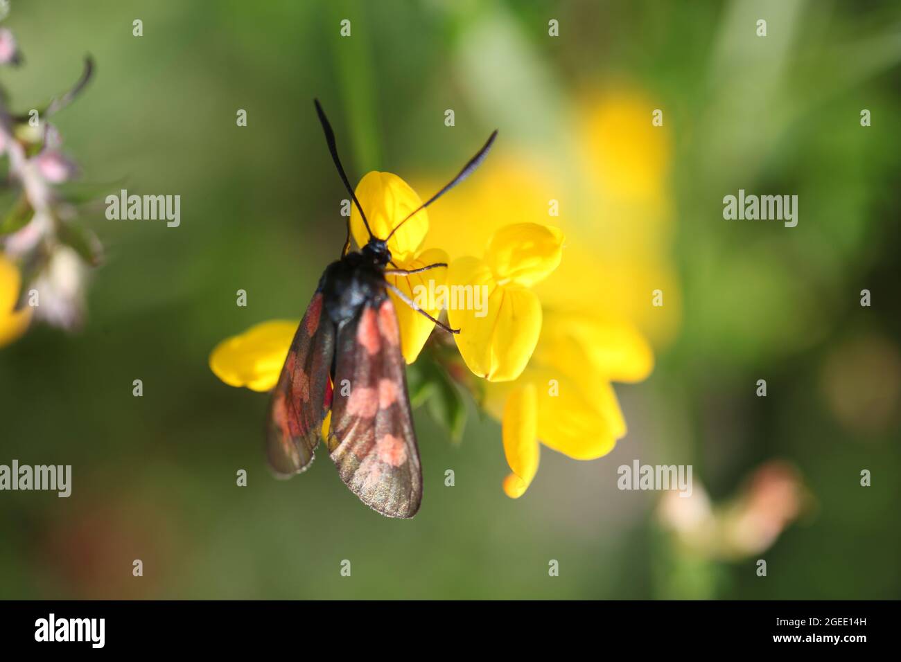 Naturwissenschaft - fünf-Punkte-Burnett / Zygaena trifolii Nahrungssuche auf Vogelfuss Trefoil / Lotus corniculatus Pflanze Stockfoto