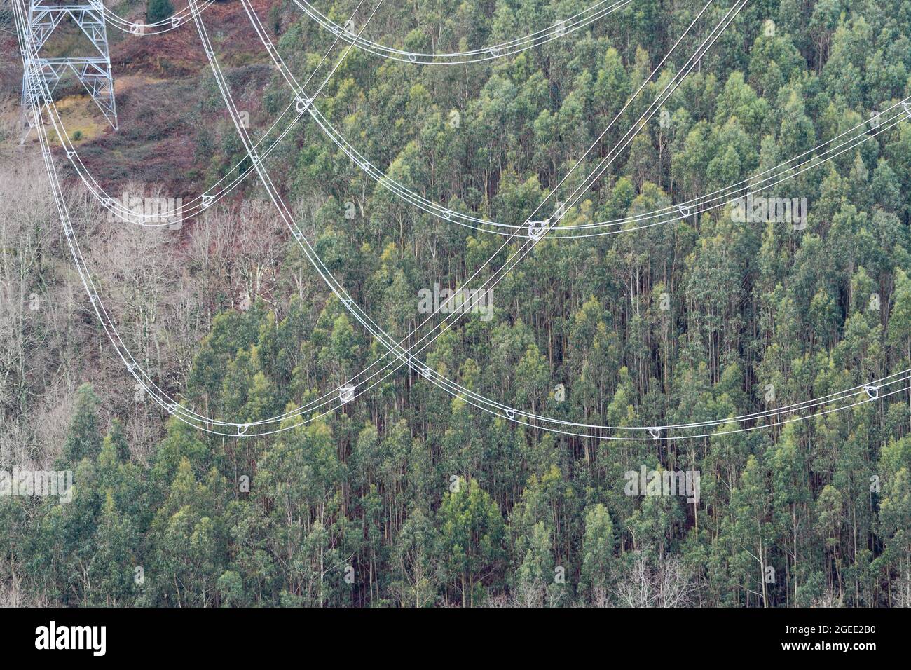 Optische Auswirkungen von Hochspannungsleitungen im Wald Stockfoto