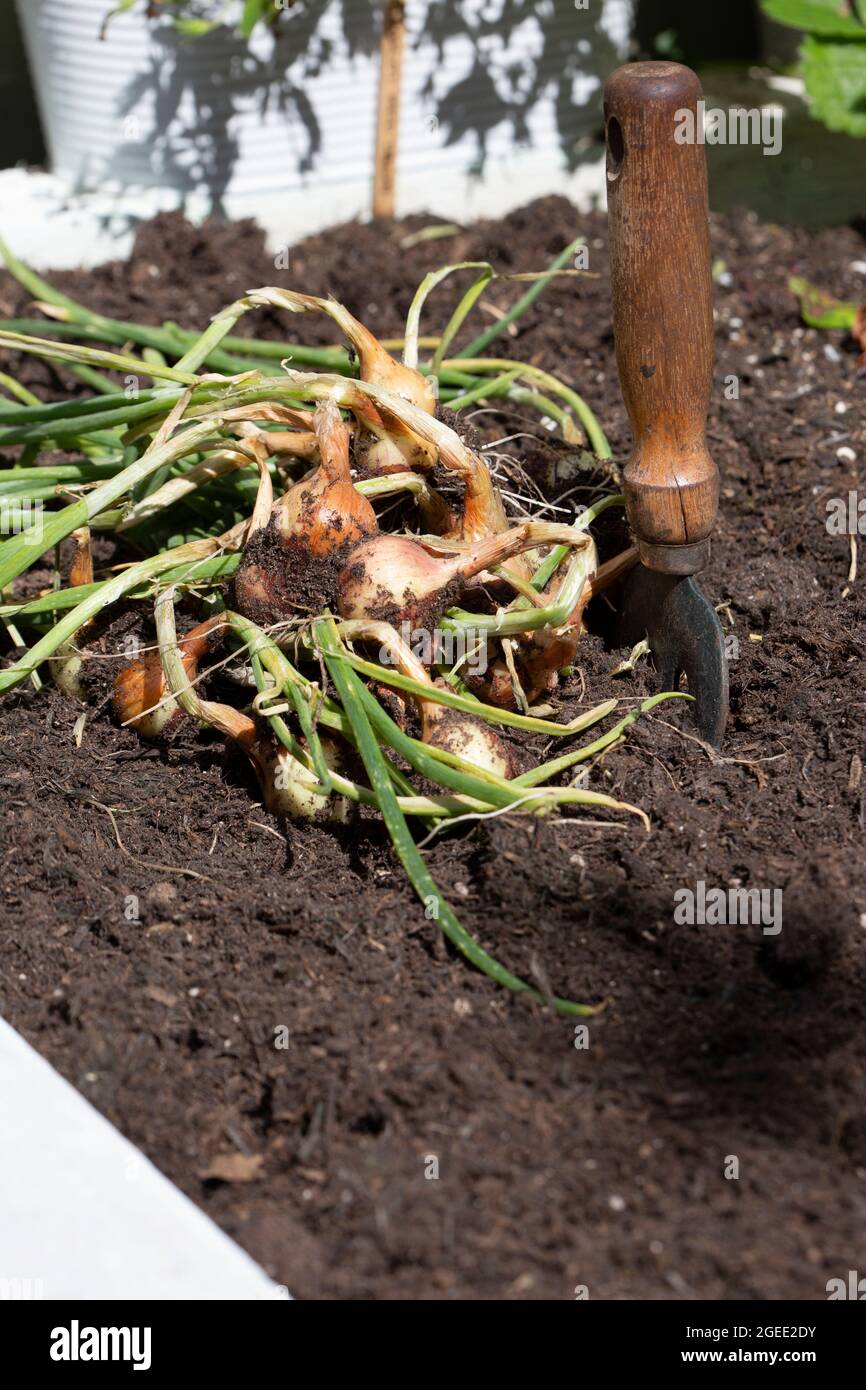 Schalotten, Sorte Red Sun, frisch gegraben auf einem Gemüsegarten mit einer Gartengabel. Entwickeln Sie Ihr eigenes Konzept Stockfoto
