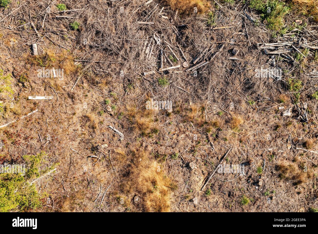 Leeres Land an der Stelle einer Entwaldung. Luftaufnahme direkt über der Ansicht für Textur und Hintergrund Stockfoto