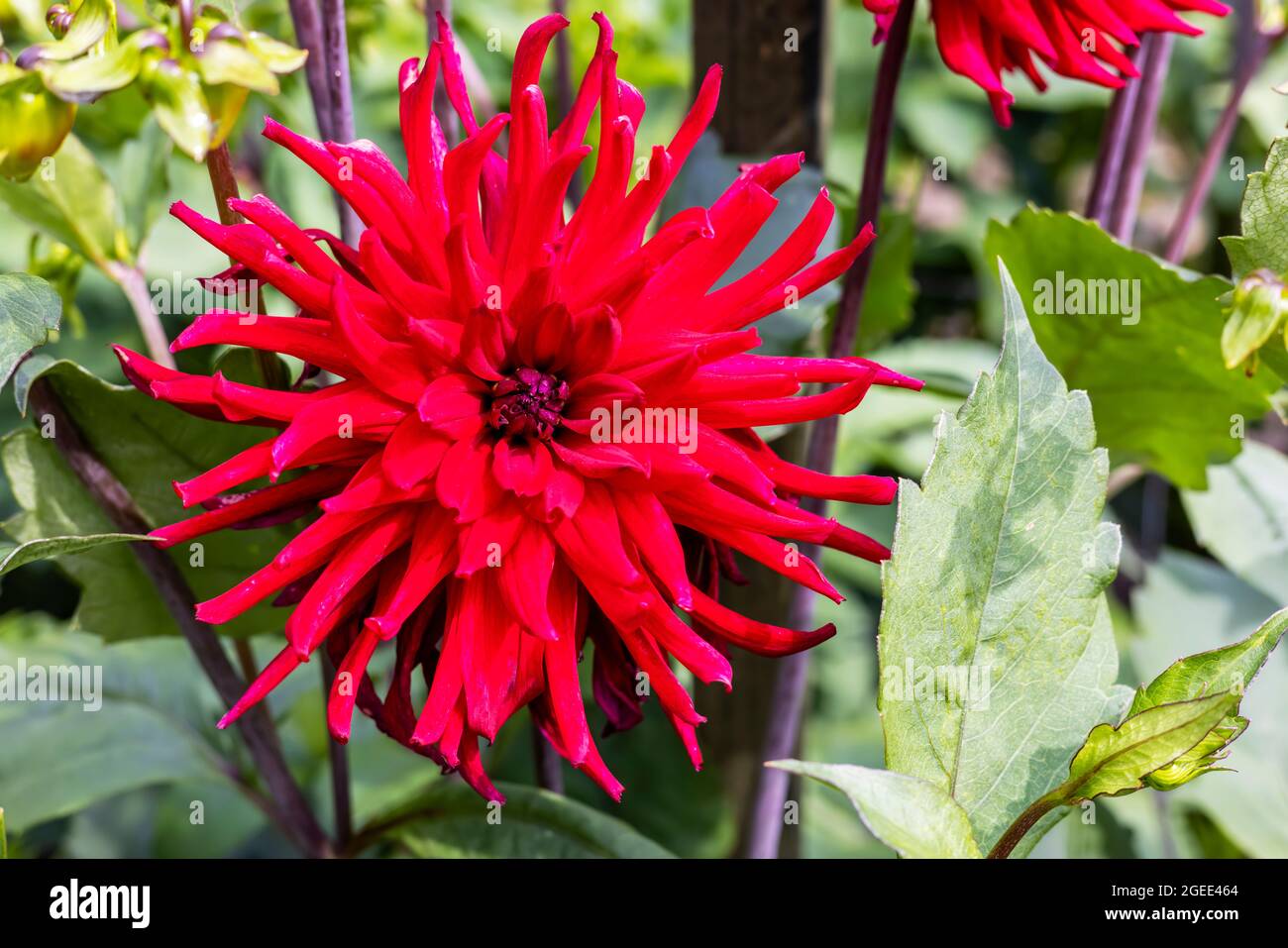 Großer Kopf von leuchtend roten Semi-Kaktus Dahlia Blume close-up. Stockfoto