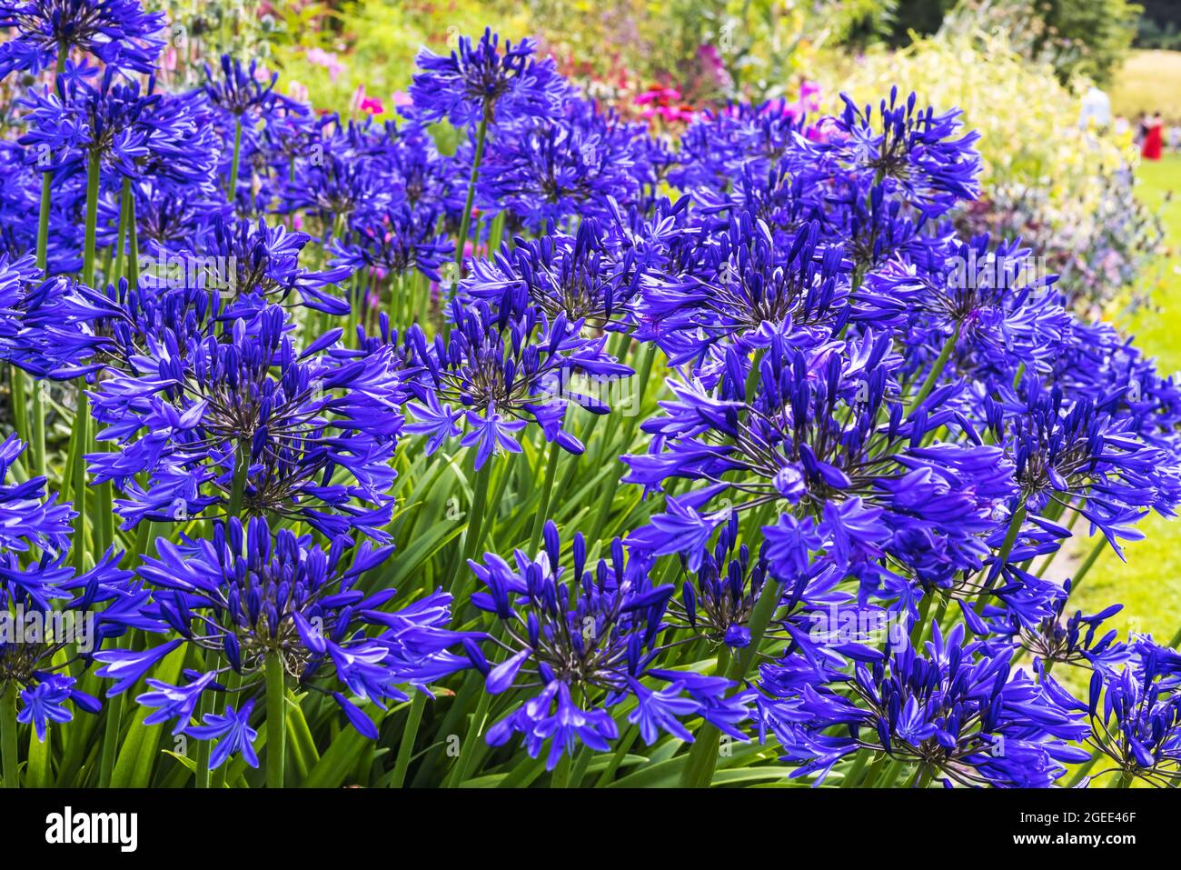 Tiefblaue Agapanthus blüht in einem Gartenrand. Stockfoto