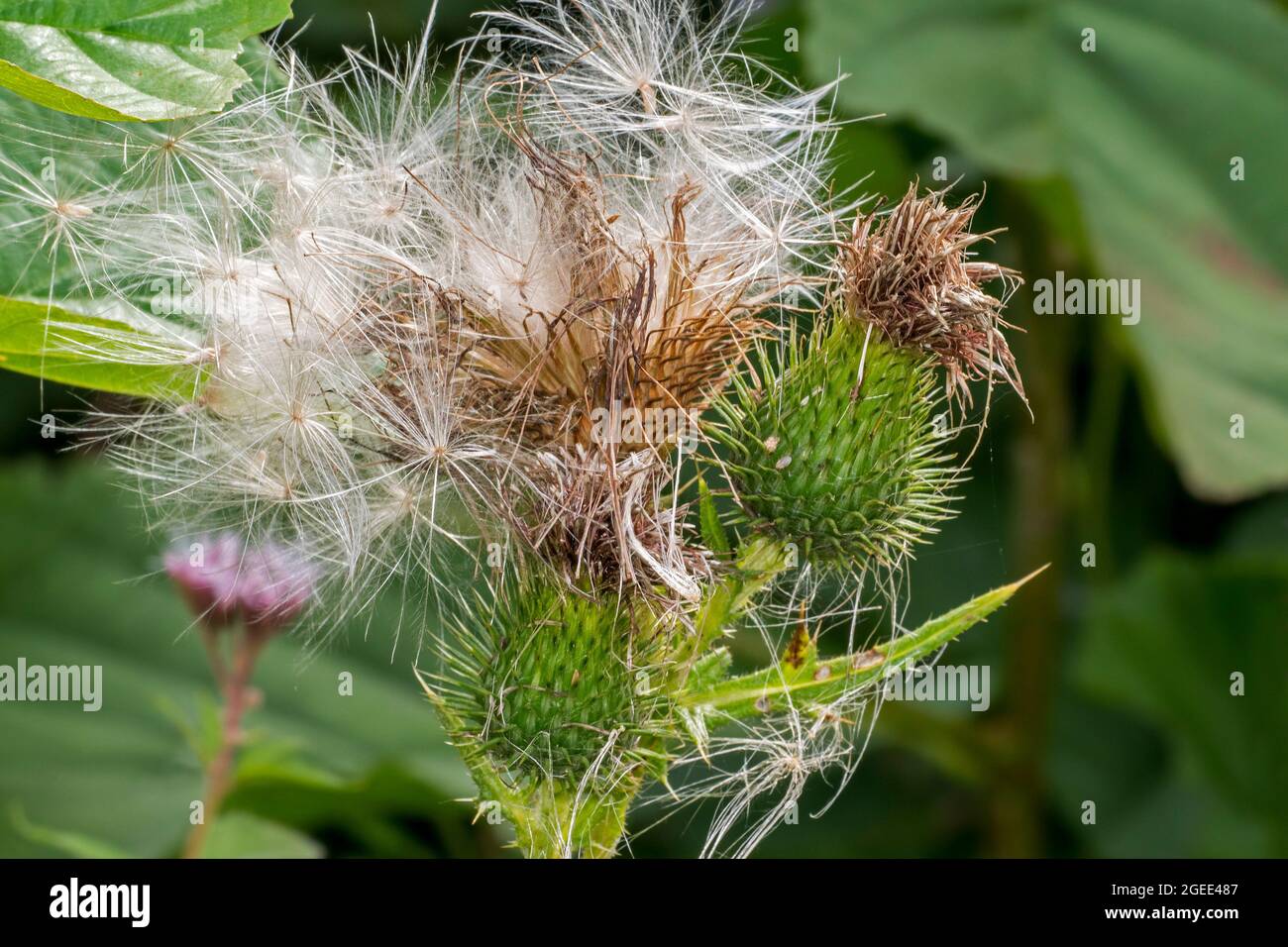 Samen und Saatkopf / Samenkopf der Speerdistel / Stierdistel / gemeine Distel (Cirsium vulgare / Cirsium lanceolatum) im Sommer Stockfoto