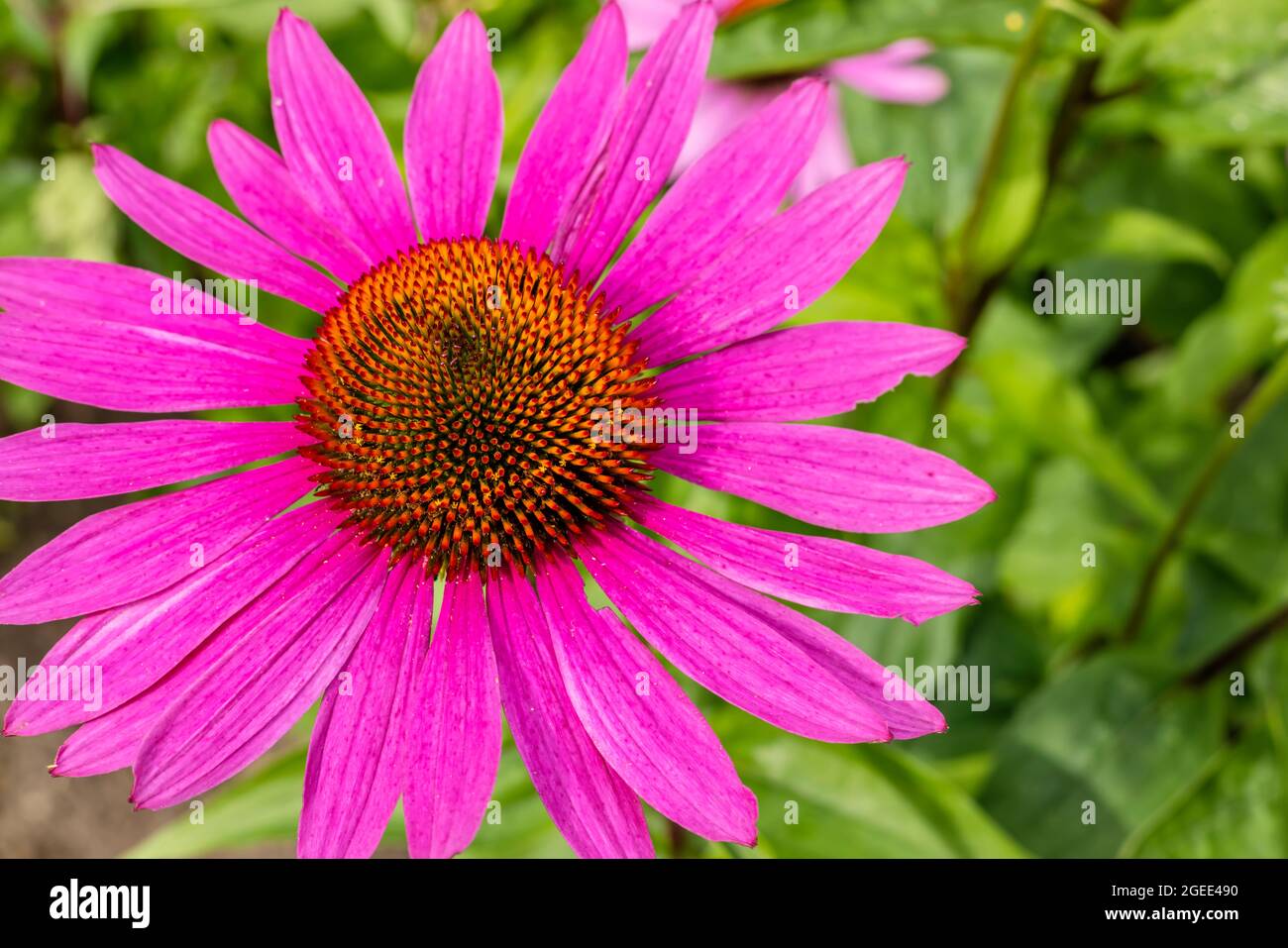 Nahaufnahme von Purple Coneflower auch Echinacea purea, ein Kraut, das verwendet wird, um das Immunsystem zu stimulieren. Stockfoto