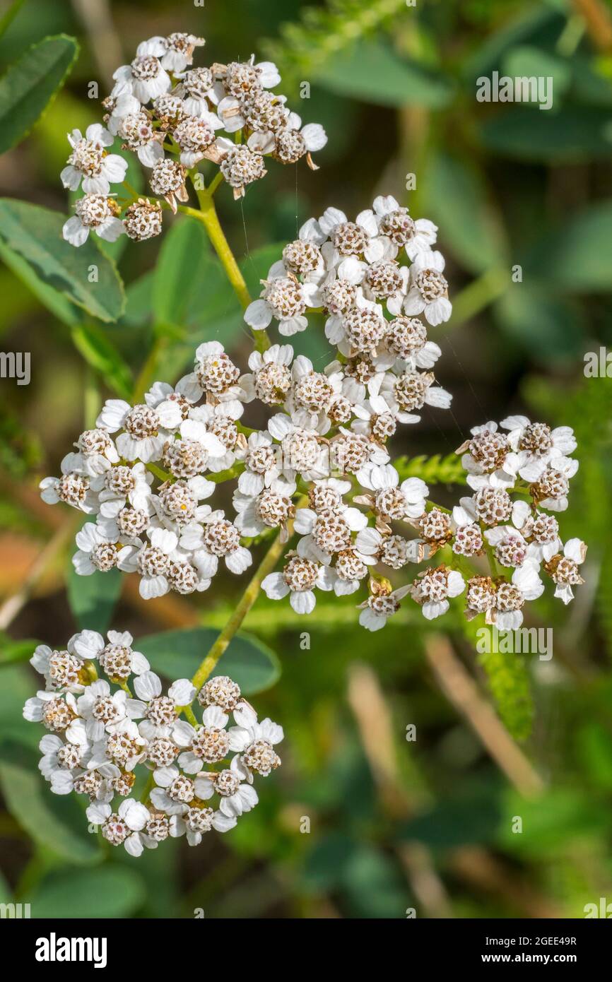 Gemeine Schafgarbe (Achillea millefolium) blüht im Sommer Stockfoto