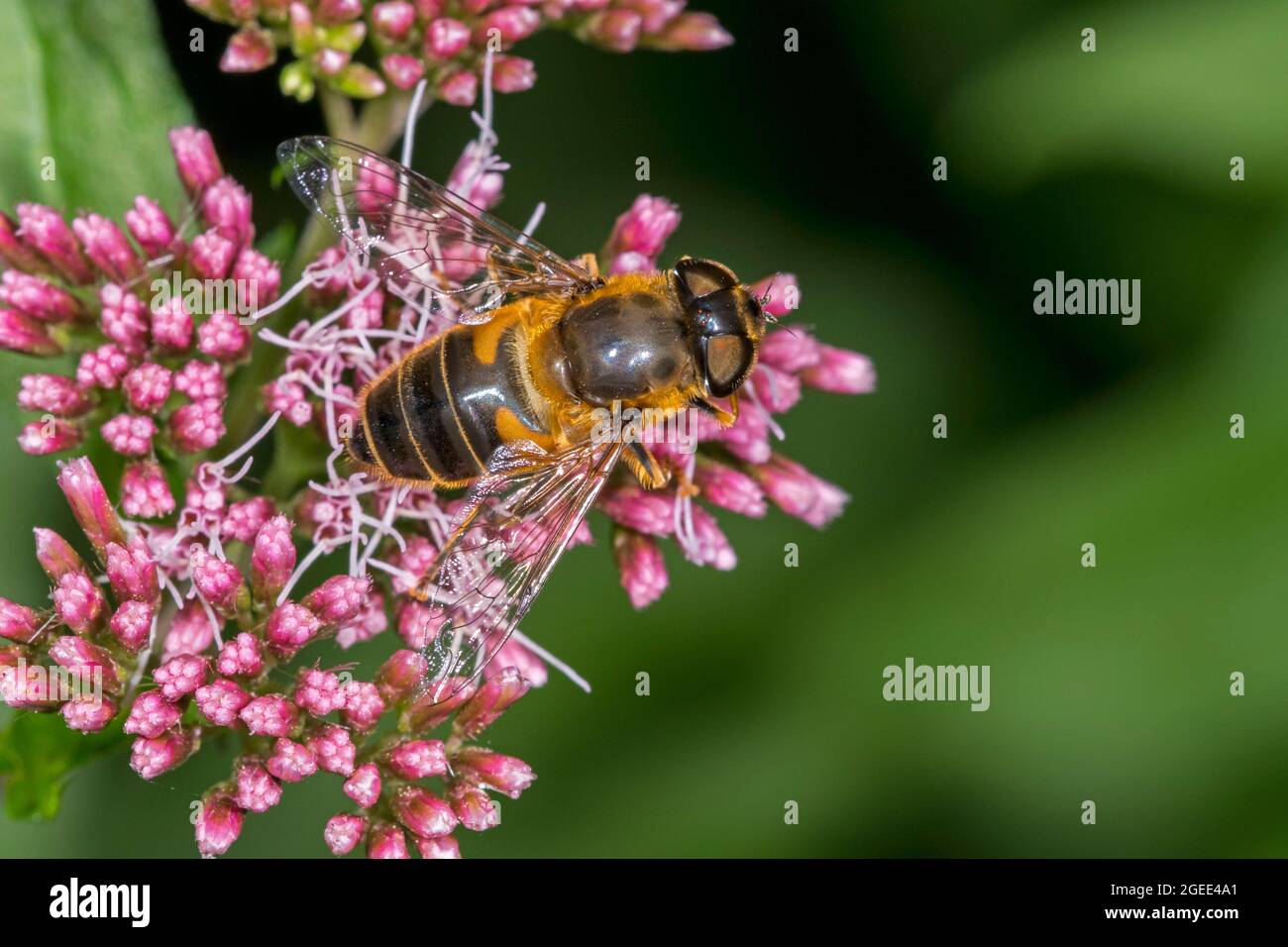 Konische Drohnenfliege / Dronefly (Eristalis pertinax) weibliche Schwebefliege bestäubt und ernährt sich im Sommer von Nektar aus Hanf-Agrimony-Blüte Stockfoto
