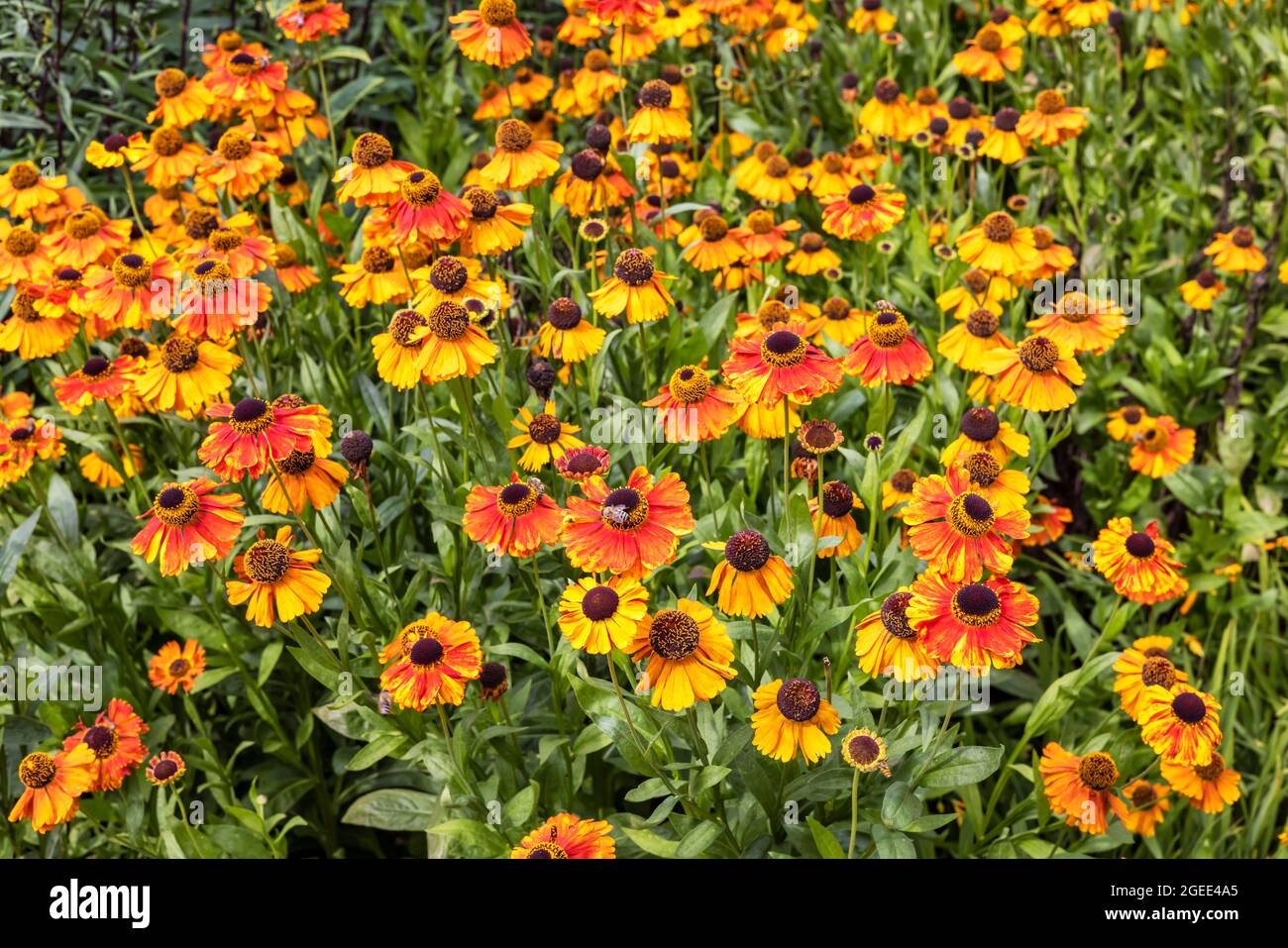 Helenium Sahin früh blüht in einem Garten Grenze. Stockfoto