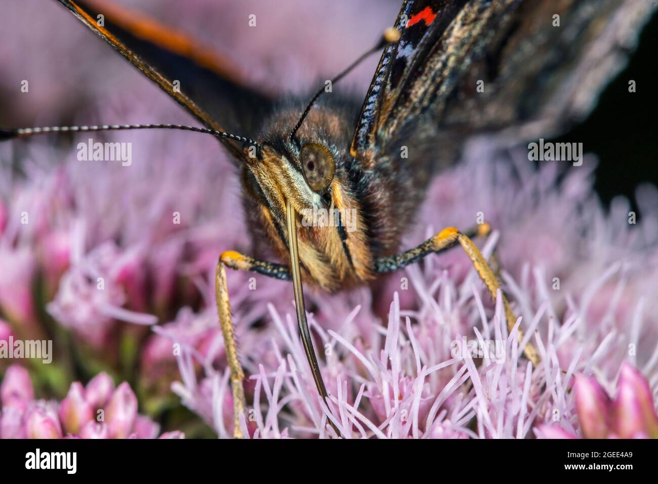 Schmetterling des roten Admirals (Vanessa atalanta), der im Sommer mit ausgedehnten Proboscis auf Nektar aus der Hanf-Agrimony-Blüte (Eupatorium cannabinum) füttert Stockfoto