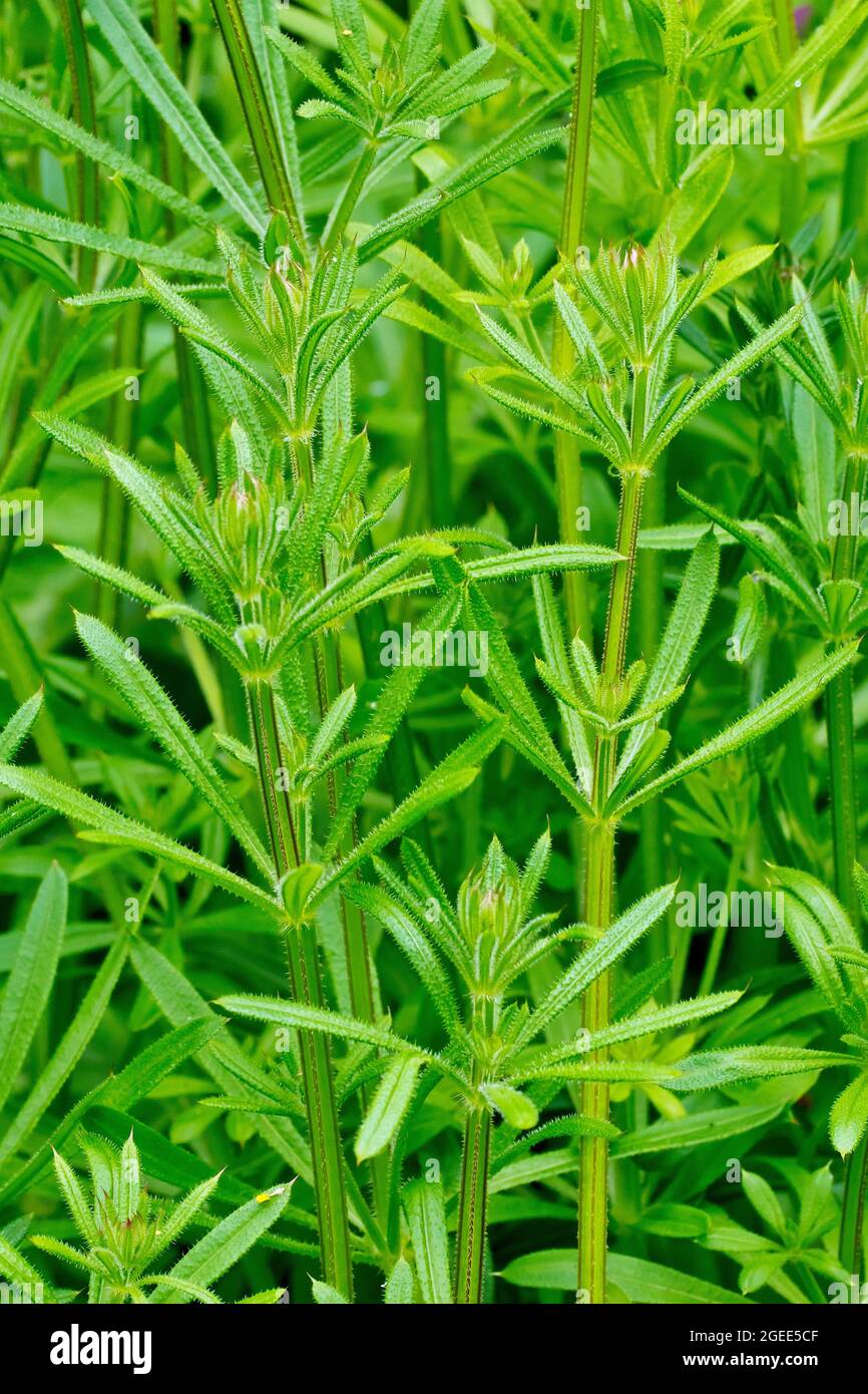 Spaltkerne (galium aparine), auch bekannt als Stachelrass oder Sticky Willie, zeigen eine Masse der haarblättrigen Pflanze, die im Frühjahr wächst. Stockfoto