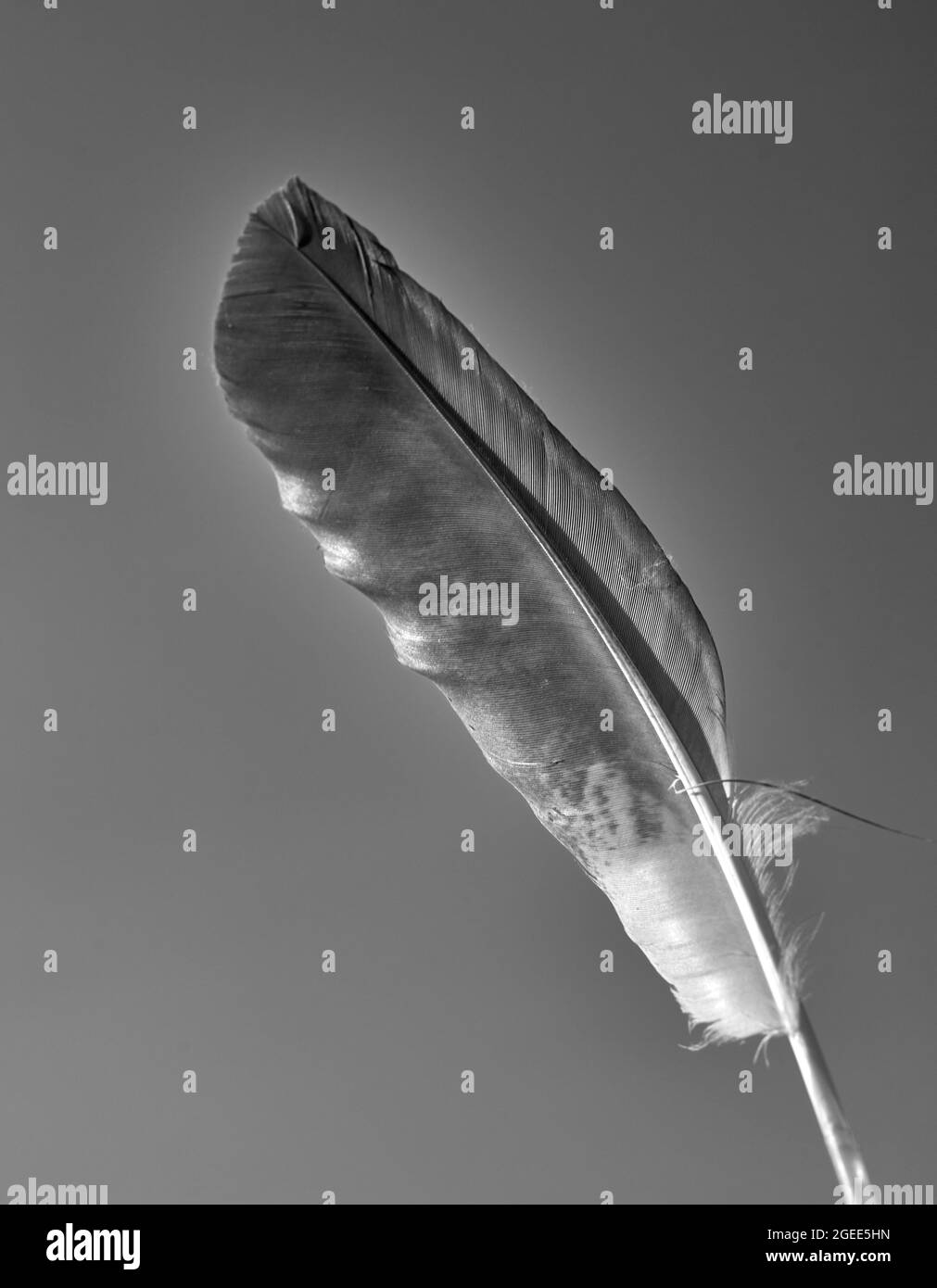 Ein schwarz-weißes Foto einer Vogelfeder am Himmel Stockfoto