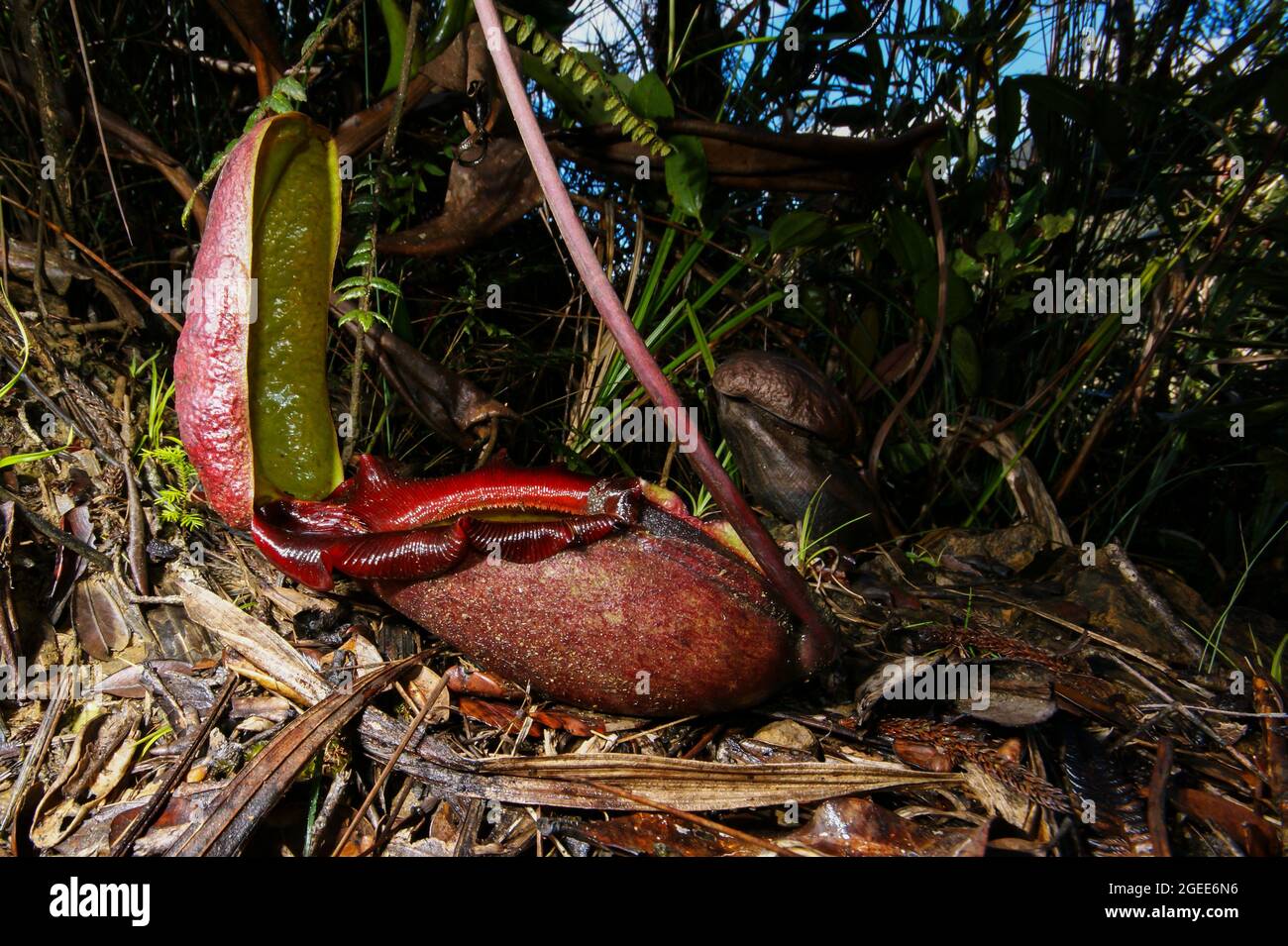 Roter Krug von Nepenthes rajah, fleischfressende Krug-Pflanze, Sabah, Borneo, Seitenansicht Stockfoto