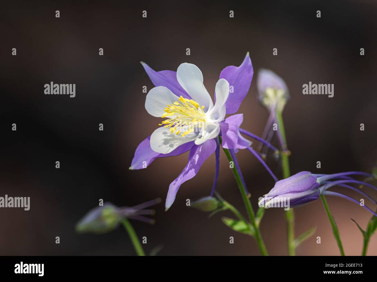 Schöne Columbine-Blume in voller Blüte, die das weiche Licht der Sonne mit Ablegern umkreist, die mit einem weichen dunklen Hintergrund umgeben sind. Stockfoto