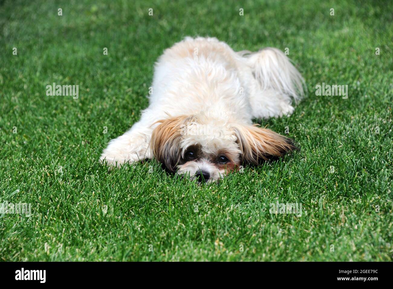 Shih Poo Welpe versucht, seinen Kopf im Gras zu kaufen. Er ist in Schwierigkeiten und macht sich so klein wie möglich. Grünes Gras umgibt ihn. Stockfoto