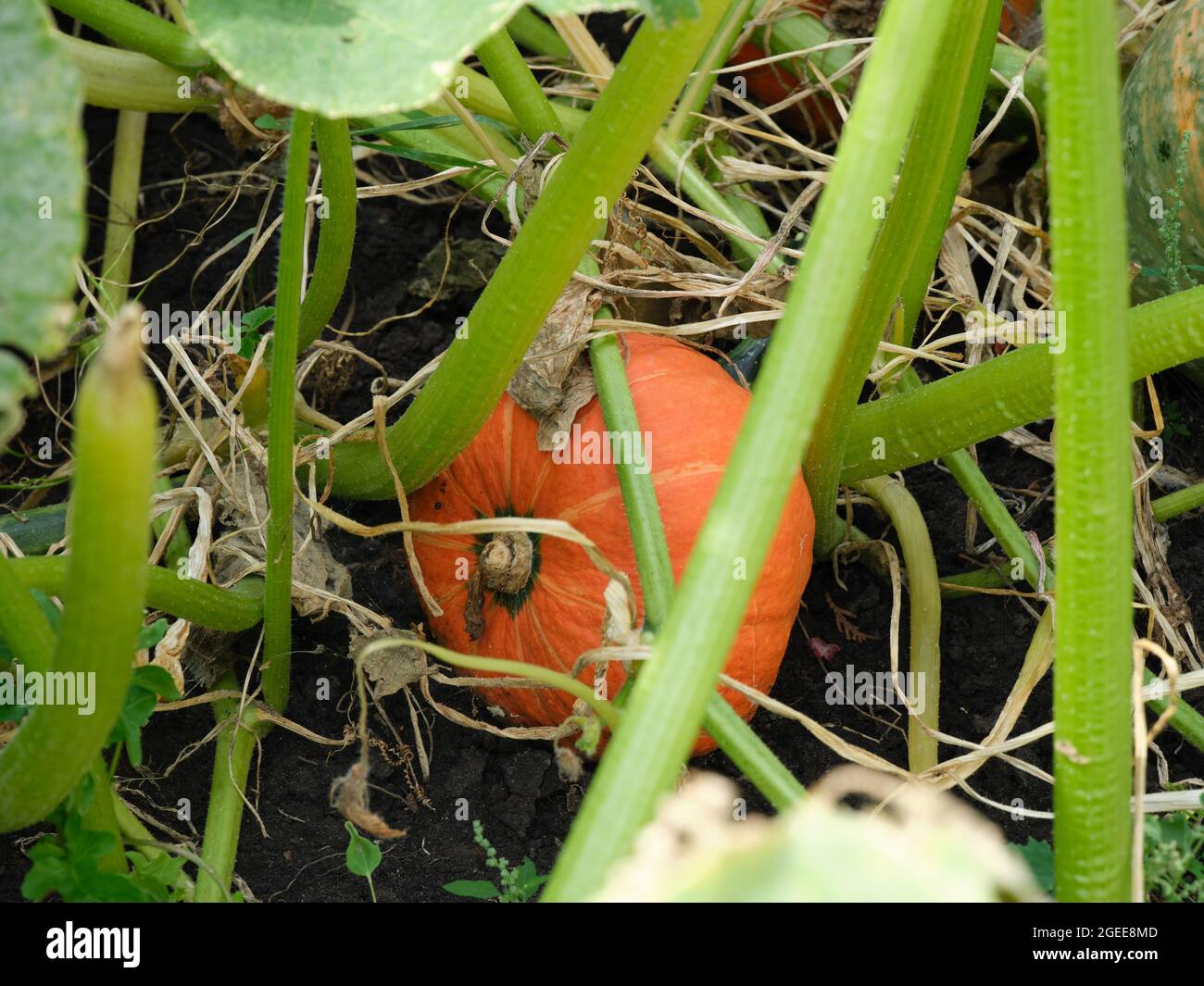 Ein orangefarbener Kürbis auf einem Stiel. Nahaufnahme. Stockfoto