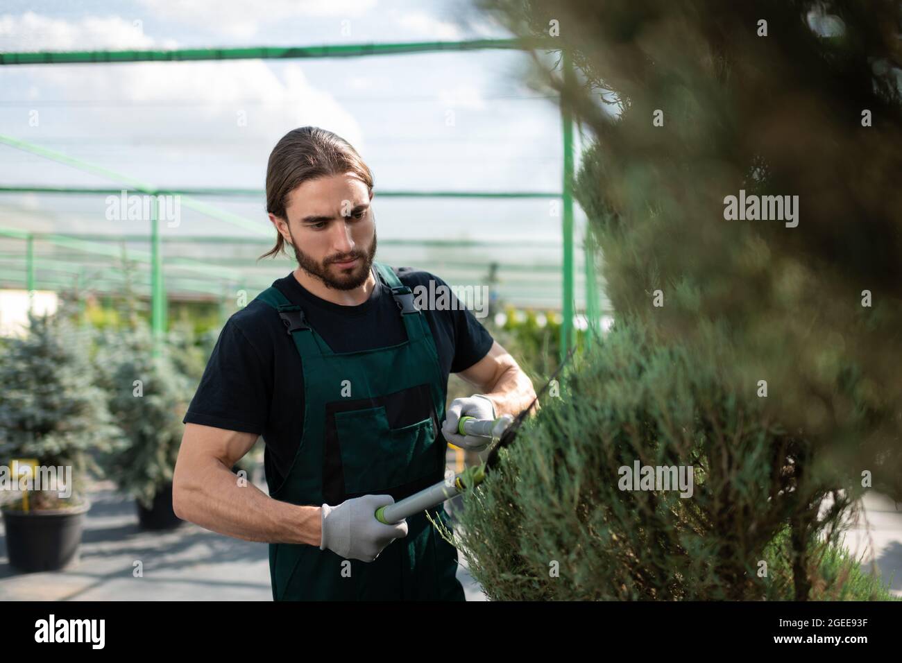 Fokussierter Mann im gleichmäßigen scheren grünen Busch während der Arbeit im Gewächshaus auf dem Bauernhof Stockfoto