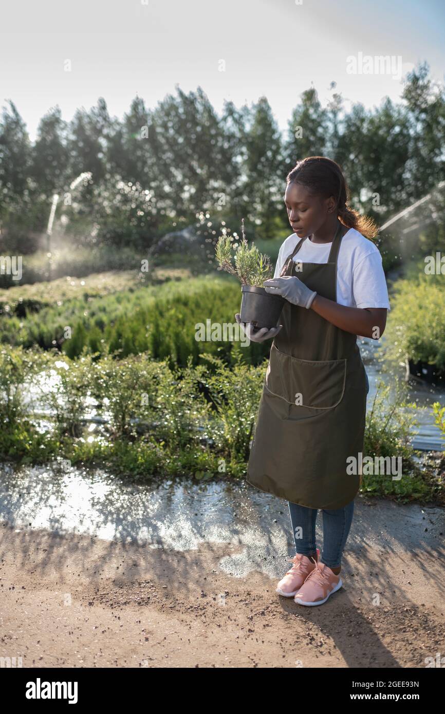 Afroamerikanische Frau inspiziert eingetopftes Rosmarinkraut während der Arbeit auf der Farm im Sommer Stockfoto