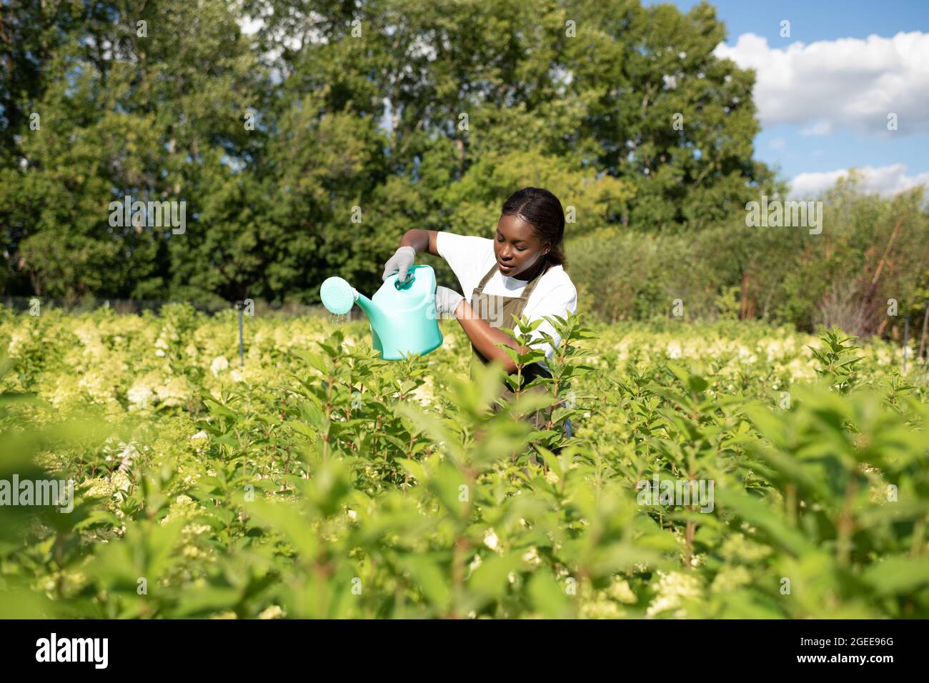Schwarze Frau mit Bewässerung kann grüne Pflanzen auf dem Bauernhof im Sommer bewässern Stockfoto