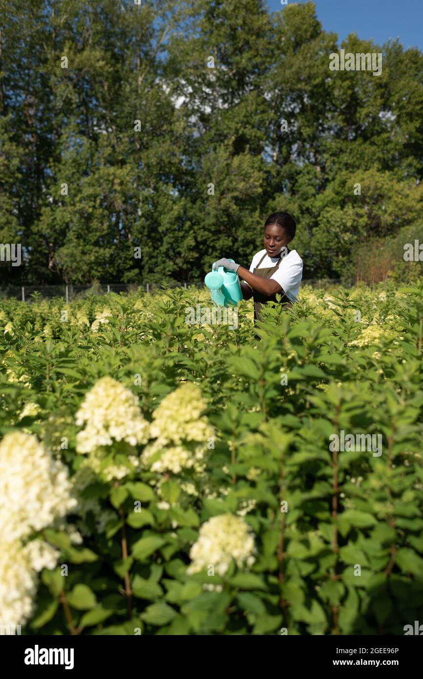 Afroamerikanische Frau, die während der Arbeit auf dem Bauernhof im Sommer Wasser auf üppige Pflanzen gießt Stockfoto