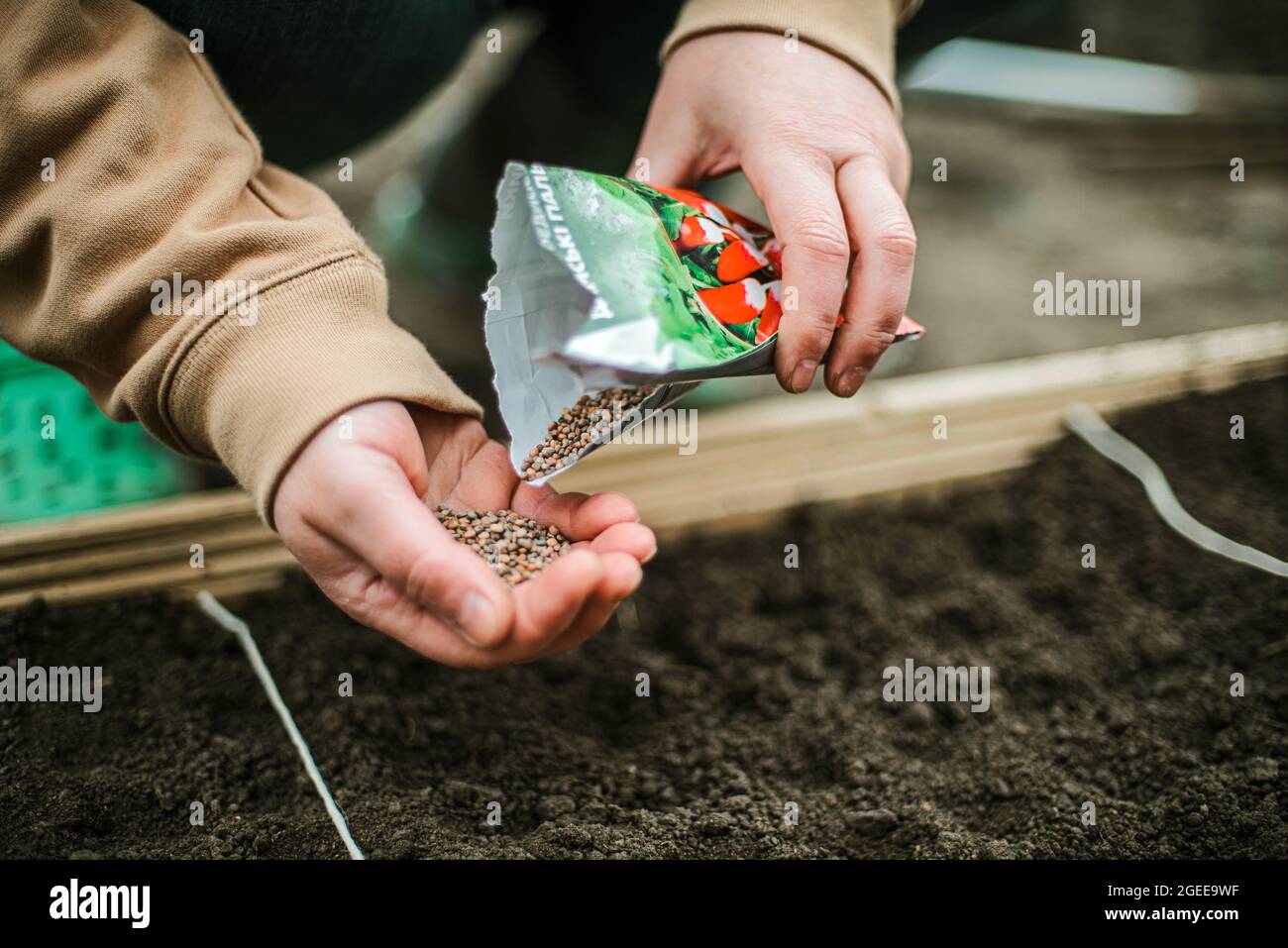 Gärtner sät Samen in einem Gemüsebett Stockfoto