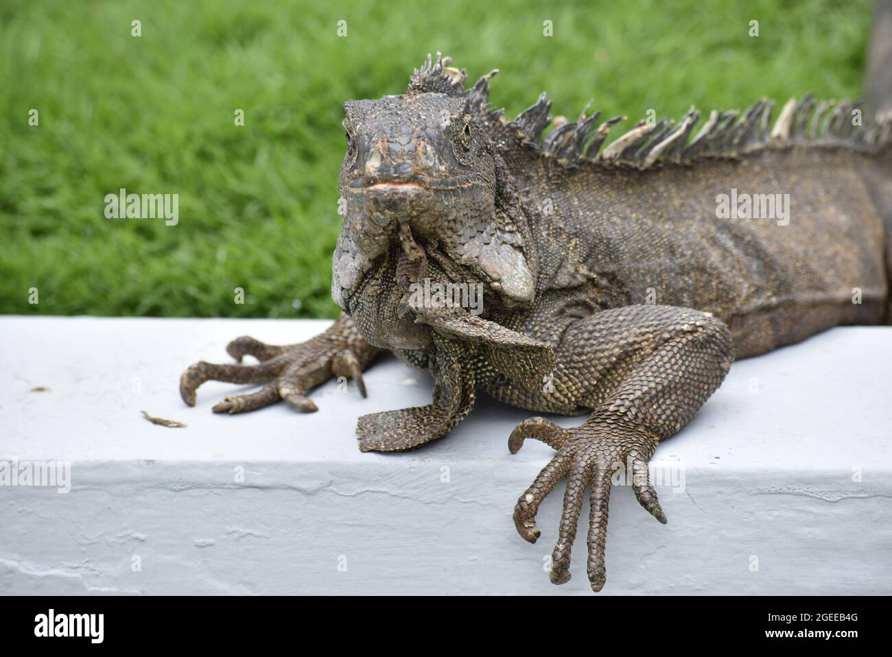 Nahaufnahme eines Leguans in einem Park in Guayaquil Stockfoto