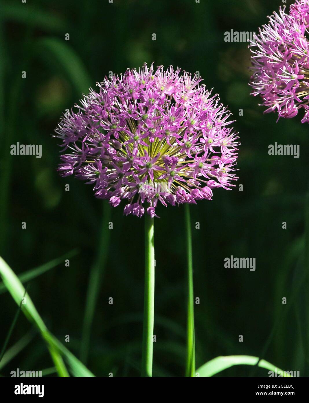 Nahaufnahme einer rosa lila Allium Blume in voller Blüte mit einem schattigen Hintergrund. Stockfoto