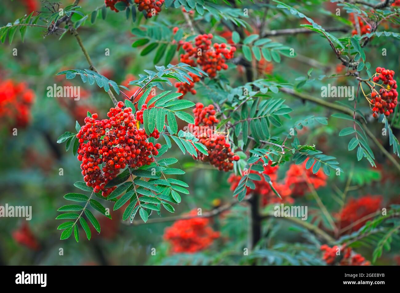 Sitka- oder Pacific Mountain Ash (Sorbus sitchensis)-Beeren. Stockfoto