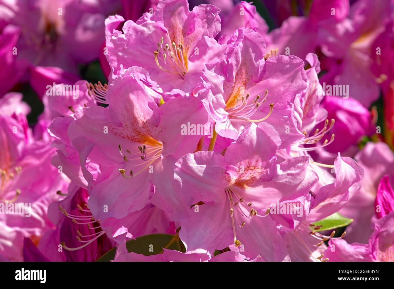 Rosafarbene Rhododendronblüten. Stockfoto