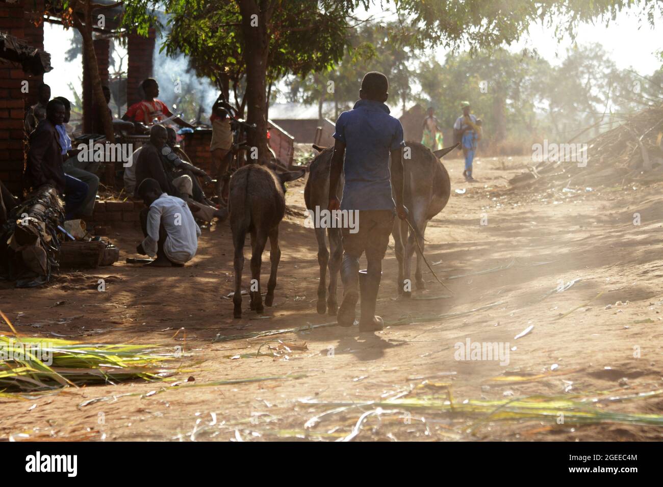 Ein Junge wird bei Sonnenuntergang gesehen, wie er Esel hütet, während einige Männer in der Nähe eines Gemeindegrunds sitzen. Malingunde, Malawi. Stockfoto