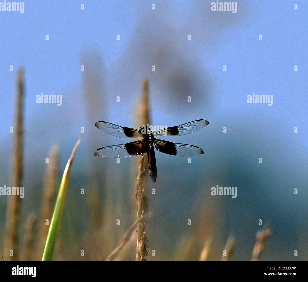 Americus Kansas, 30. Juli 2021 Libelle Widow Skimmer (Libellule luctuosa) Königreich: Animalia Phylum: Arthropoda Klasse: Insecta Familie Libellulidae Stockfoto