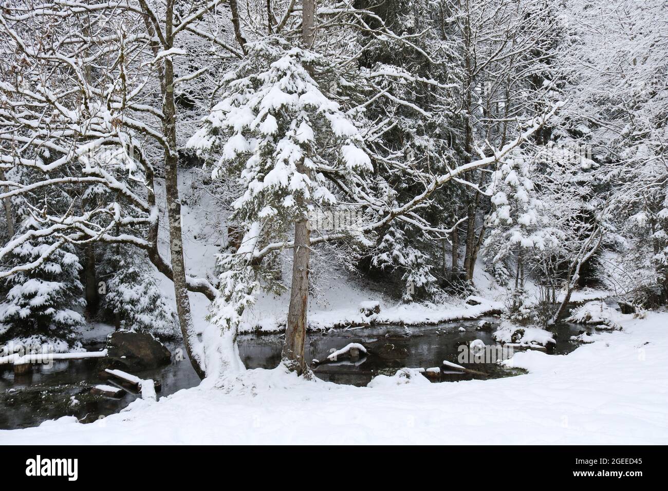 Schneebedeckte kleine Bäume und Bach, Winterszene. Stockfoto