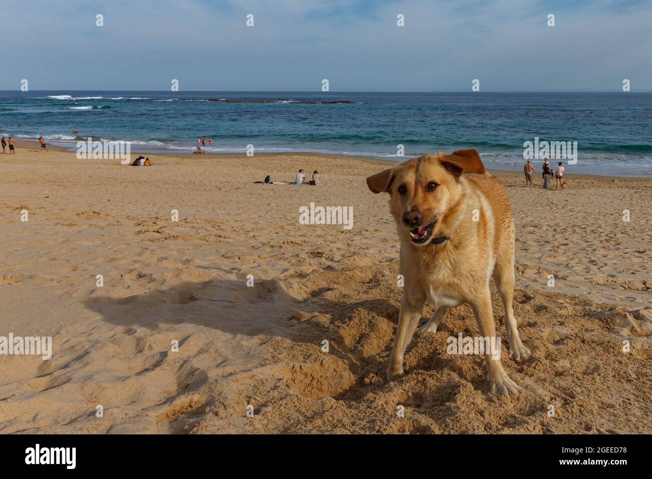 Lustiges Gesicht Labrador eine wunderbare Zeit am Strand Stockfoto