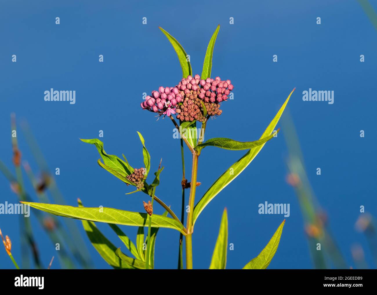 Nahaufnahme einer Sumpfmilchkraut-Pflanze (Asclepias incarnata) in den frühen Stadien ihres Blühzyklus. Stockfoto