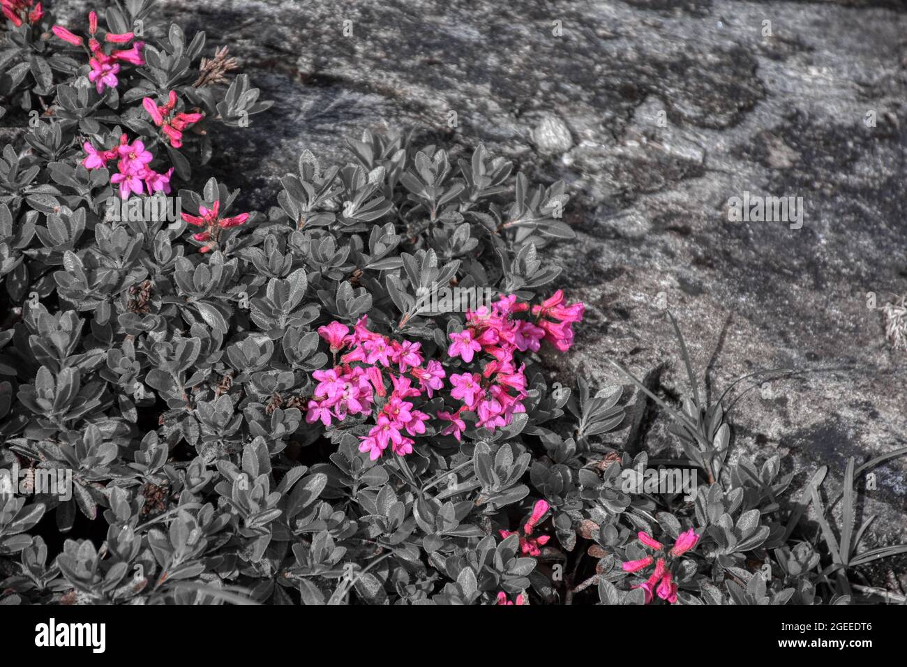 Almenrausch, Steinrose, Almrausch, Blume, Blüten, Alpenrose, Bewimperte Alpenrose, Rostblätter Alpenrose, Strauch, Verzweigt, immergrün, Ros Stockfoto